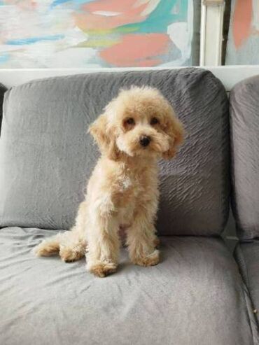 Psi: Patuljasta pudla štenci Štenci patuljaste pudle stari 4 meseca na — 2