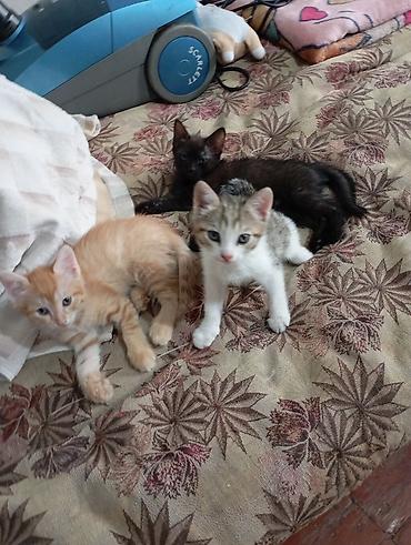 тигил: Котята от домашней кошки - Помёт из трёх котят: рыжий полосатый — 6