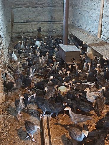 quş yarım tip: Hinduşka balaları Amerikan bronz və qara Kanada sortu - Yaş qrupu — 1