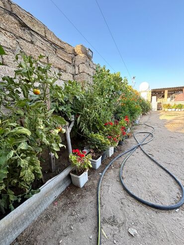 Torpaq sahələrinin satışı: 3 sot, Tikinti, Maklerlər narahat etməsin, Kupça (Çıxarış) — 10