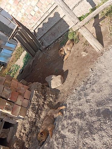 Иттер сатылат: Щенок с выразительным окрасом: светло-рыжая шерсть с тёмной маской на — 3