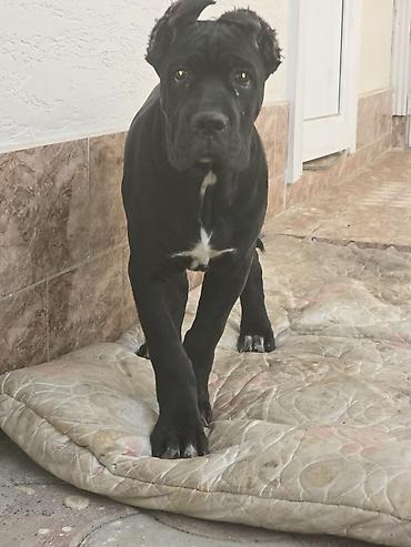 Продажа собак: Кане-корсо, 3 месяца, Самец, С прививкой at lalafo.kg — 2 Продажа собак: Кане-корсо, 3 месяца, Самец, С прививкой — 2