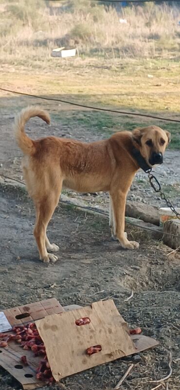 Aş qazanı: Qurdbasar, 7 ay, Erkek, Peyvəndli, Ödənişli çatdırılma