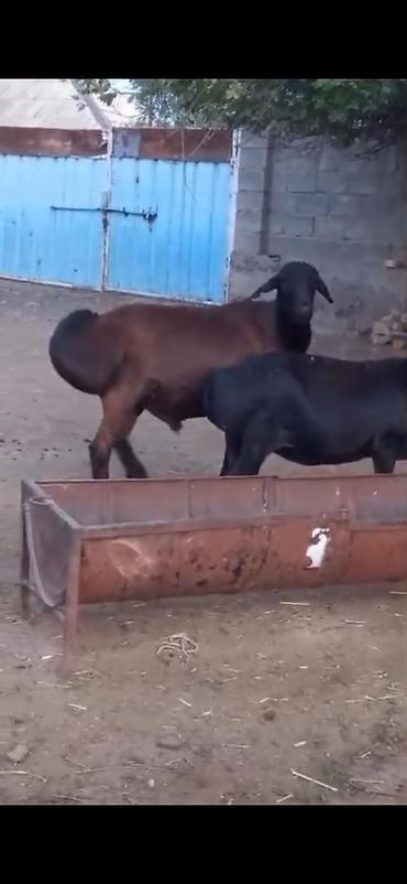 Qoyunlar, qoçlar: Cütü 450. AZN dişi boğazdır — 8