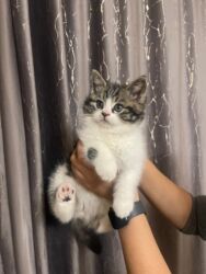 рыжий вислоухий кот купить: Скотиш Страйт (Шотландская прямоухая), 2 месяца, Мальчик, Приучена к лотку, Проглистована, С документами