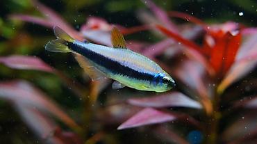 Балыктар: 🐟 Тетра Керри (Inpaichthys kerri) Небольшая мирная стайная рыбка с — 1
