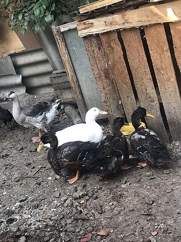 qaz farm: Aq rengde olan. Ayzberq. Deyilen Ruan satilir. 9 ayliq tek xoruzdu — 3