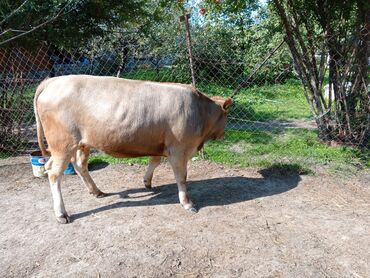 Dana, buzov: Məhsul: Dana (erkək) Təsvir: - Şəkillərdə görünən sağlam, ətlik — 9