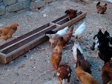 toyuq cücə satışı: Toyuq, Adler, Damazlıq, Ünvandan götürmə