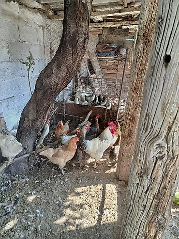 А/ч жаныбарлары үчүн тоюттар: Продам кур несушек — 3