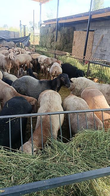 кобыла кобылка: Продаю | Баран (самец) | Гиссарская — 6