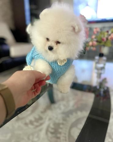 pomeranian: Şpitz, 2 ay, Erkək, Peyvəndli — 4