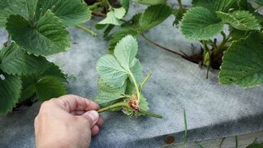 удобрения для клубники: Рассада клубники — усики - Сорта: Альба, Азия, Клери, Кибот, Крапо at lalafo.kg удобрения для клубники: Рассада клубники — усики - Сорта: Альба, Азия, Клери, Кибот, Крапо