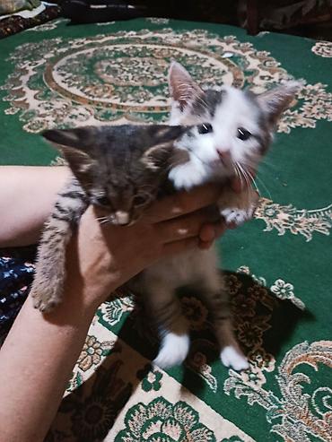 собаки бишкек: Отдаются котята. Маленькие домашние котята, возраст визуально ранний — 1