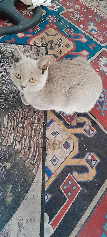 черные британские котята: Британские короткошёрстные котята, окрас голубой (серый). - Возраст — 1