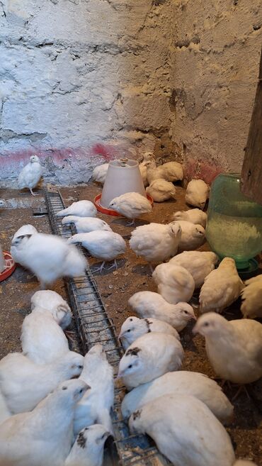 йоркширский терьер цена в баку: Diri və kəsilmiş halda satışı var.
Qiymət 2azn