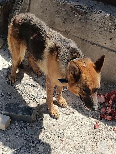 Alman çoban iti, Dişi lalafo.az -da Alman çoban iti, Dişi