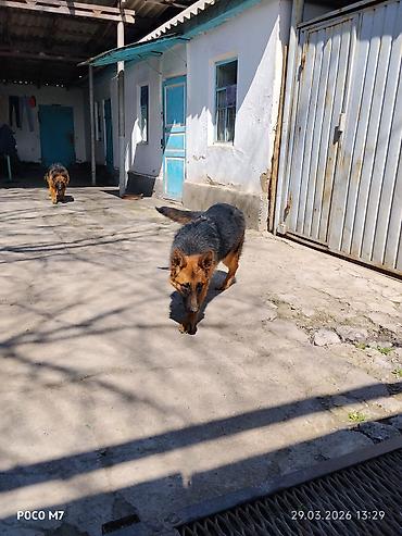 Продажа собак: Немецкая овчарка - Порода: немецкая овчарка (чёрно-рыжий окрас — 5