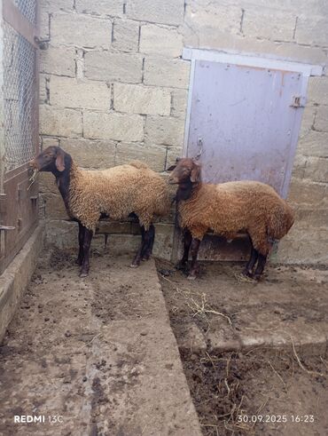 Akvariumlar: Biri dişi biri ərkəy - Növ: Yerli ətlik yunlu qoyunlar (qonur-qara