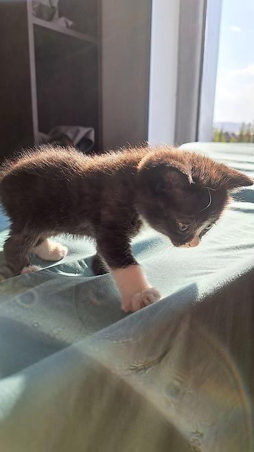 кошка золотая шиншила: Кошка даром: Беспородная, 1 месяц, Мальчик, Приучена к лотку — 5