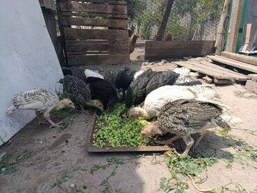 Ундюк чожолор сатылат 1 айлык