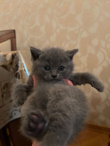 Кошки: Boz tüklü balaca pişik balası - Cinsə bənzər görünüş: qısa tüklü, sıx — 4