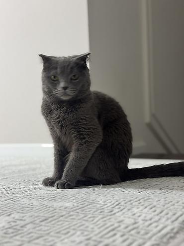 Кошки: Отдадим в добрые руки Шотландская кошка, окрас сплошной серый — 7