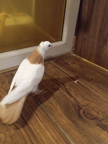 Göyərçinlər: Cins: göyərçini Rəng: Sarı boynuĝüllü desde kekilli boyun pecat — 6