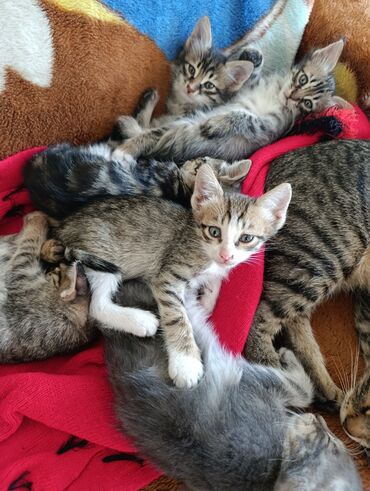 Pişiklər: Yaxşı əllərə — 11