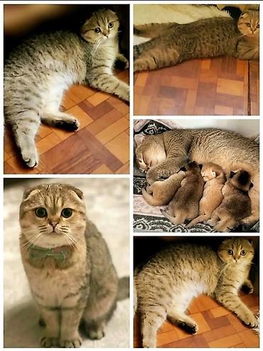 Скотиш Фолд (Шотландская вислоухая), 8 месяцев, Мальчик, Золотая шиншилла, Приучена к лотку
