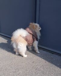 ingilis setteri itinin digər adı: Шпиц, 1 год, Самец, С прививками