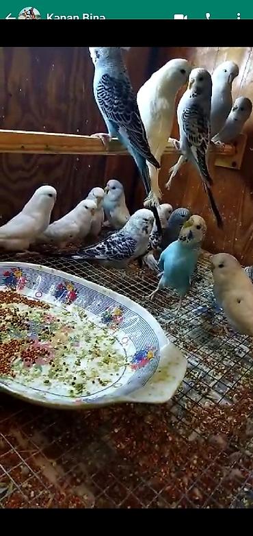 Quşlar: Təmiz sort türk papuqayoarının balaları şou jimbo cexlər vıstıvkala — 3
