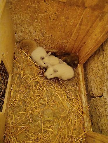 Gəmiricilər: Holland lop dovsanlarina endirim 15 manat.yerli dovsanlar tek tek 6 — 2
