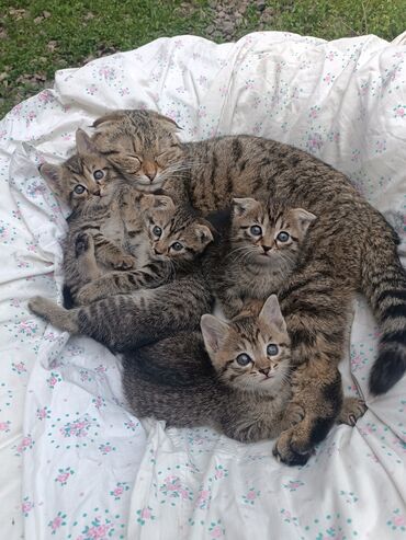 бенгальские котята в дар: Котята "Скоттиш фолд и скоттиш страйт(Шотландская веслоухая и