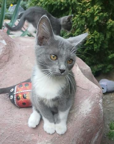 сколько стоят котята: Котята домашние, ласковые и игривые. Несколько окрасов на выбор: - — 4