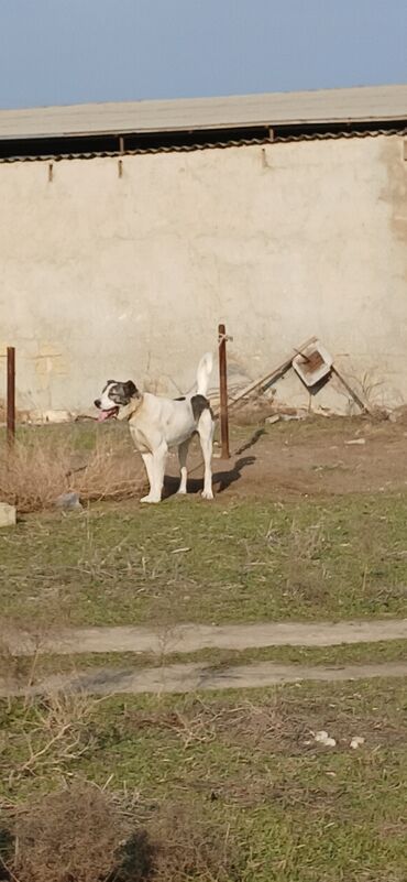 İtlər: Qurdbasar, 1 il, Erkek, Peyvəndli, Pulsuz çatdırılma — 12