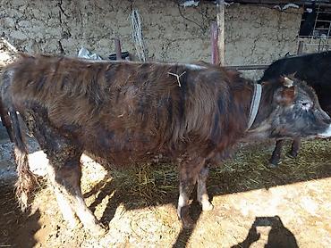 Коровы, быки: Продаю | Бык (самец) | На откорм | Привязанные — 1