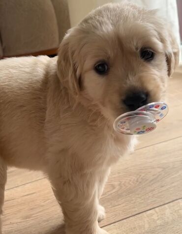 возьму собаку в хорошие руки: Labrador-retriver, 2 ay, Dişi