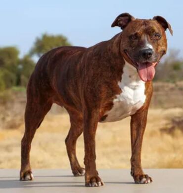 Akvarium aksessuar və ləvazimatları: Pitbul satılır. 8 aylıqdır. Əlaqə üçün yalnız WhatsApp aktivdir