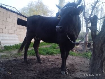 быки: Продаю | Корова (самка) | Алатауская | Для молока