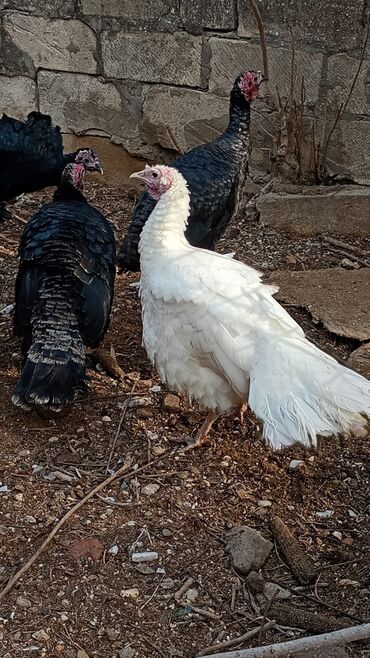 Hinduşka: Dişi, Damazlıq, Ünvandan götürmə — 13