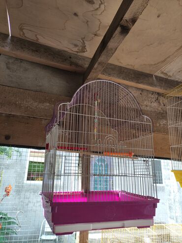 Qəfəslər: Qefesler yumru qirmizi 30 Azn obirler 20-15 Azn — 4