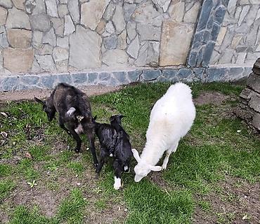 Козы, козлы: Продаю | Коза (самка) | Для молока — 9