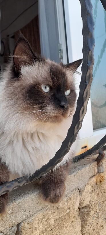 Pişiklər: Сиамская кошка.3 года. 450 azn.приучена к песку.,к купанию -da lalafo.az — 2 Pişiklər: Сиамская кошка.3 года. 450 azn.приучена к песку.,к купанию — 2