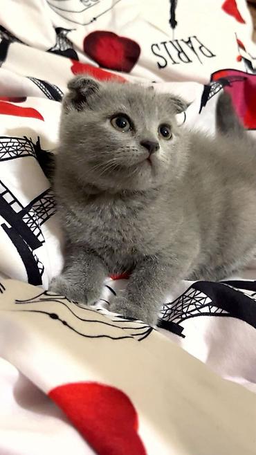 scottish fold satilir: Şotland yastı qulaq — 1