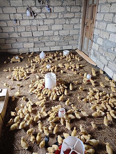 Ördəklər: Məhsul: Ördək balaları (cücələr) Təsvir: - Şəkillərdə böyük sayda — 5