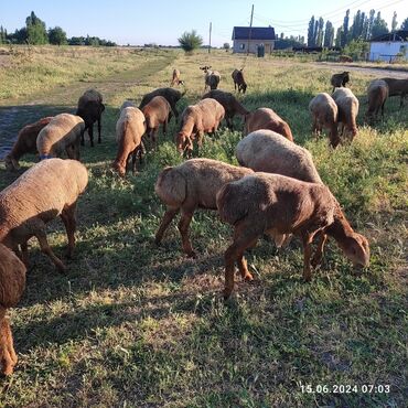 купить курдючного барана: Продаю | Овца (самка), Ягненок | Гиссарская | Для разведения | Матка