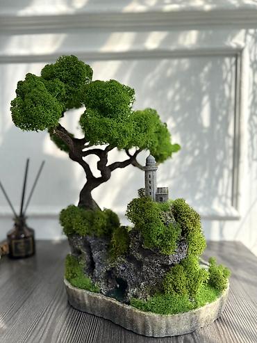 Декоративные цветы: Деревья-бонсай из натурального стабилизированного мха🌳 -это — 69