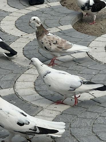 goyərcin yuvaları: Məhsul: Göyərçinlər (şəkillərdəki müxtəlif rəng və naxışlarda) — 1