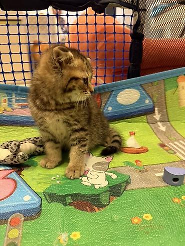 Pişiklər: Şotland — 9